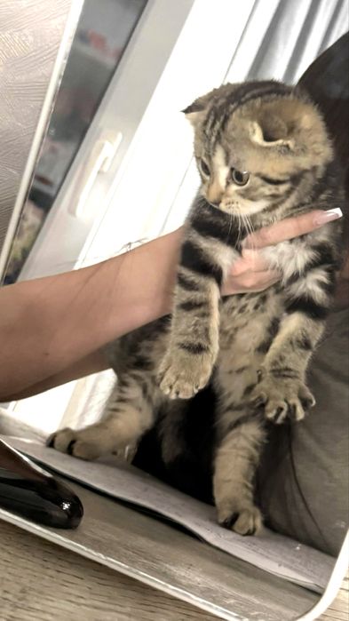 Вислоухий шотландский котенок