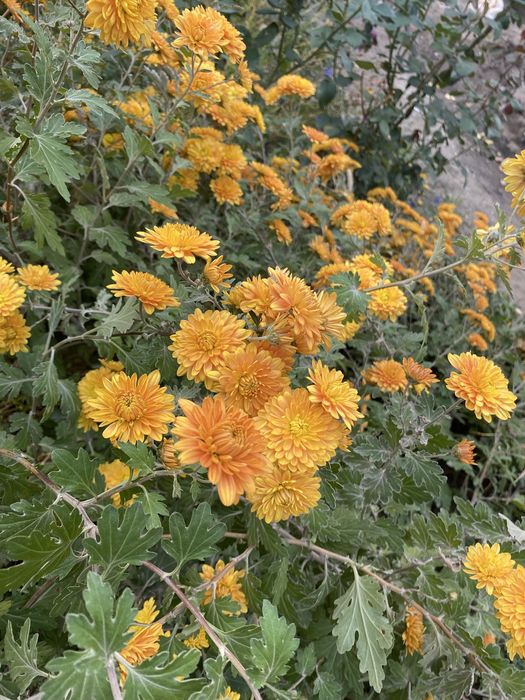 Цветы садовые многолетние