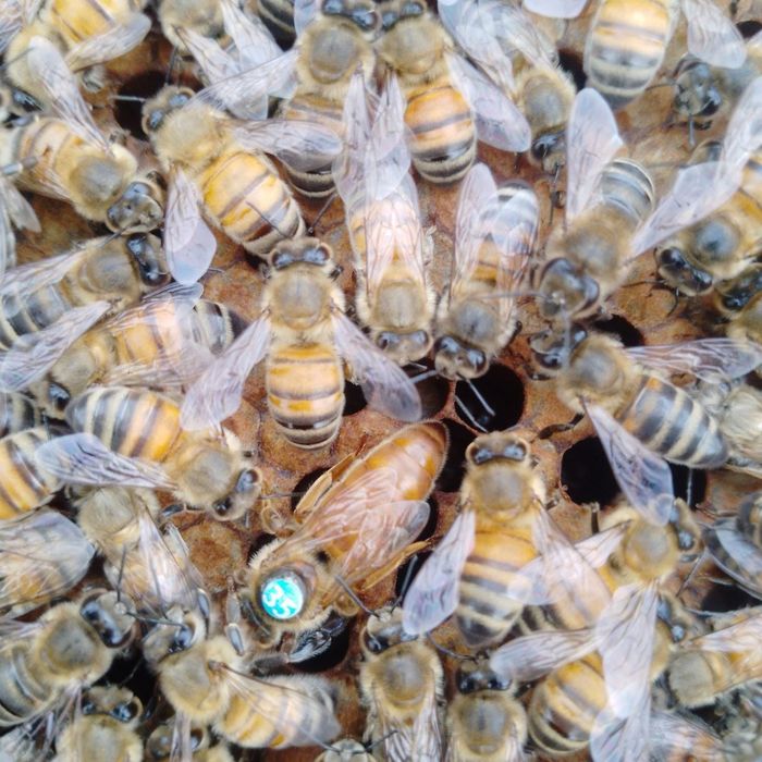 Продам мини пасику  пчёлы с ульями Карника  Бакфаст