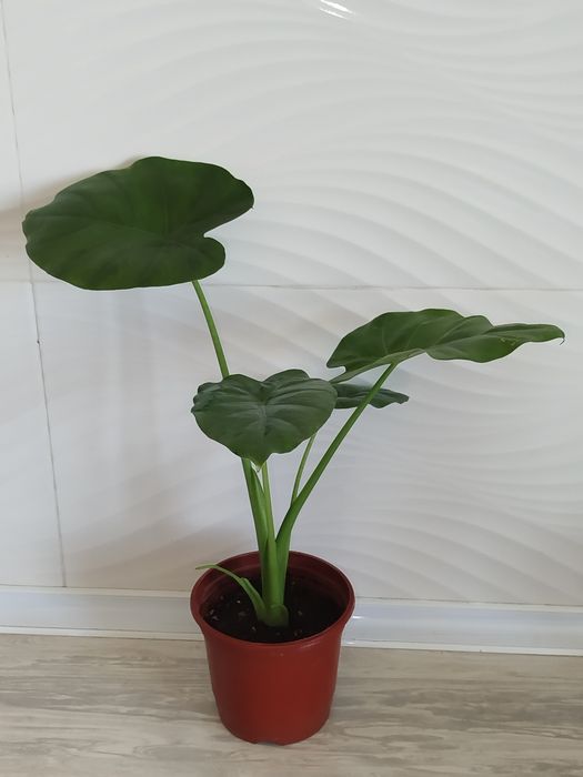 Alakaziya makro karpa