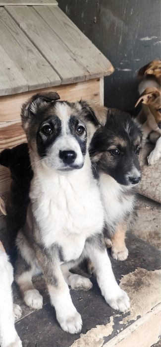 Щенки в добрые руки