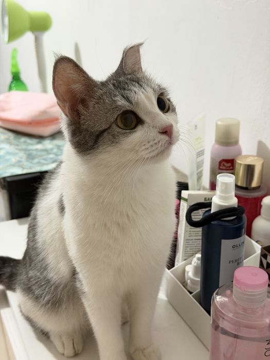 Отдаем Кошку