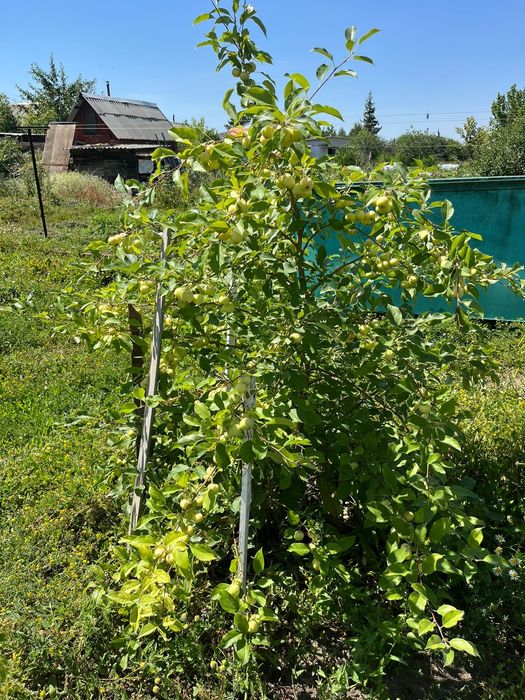 Продам дачу в садовом товариществе Надежда