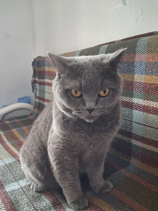 Кошка породистая продам
