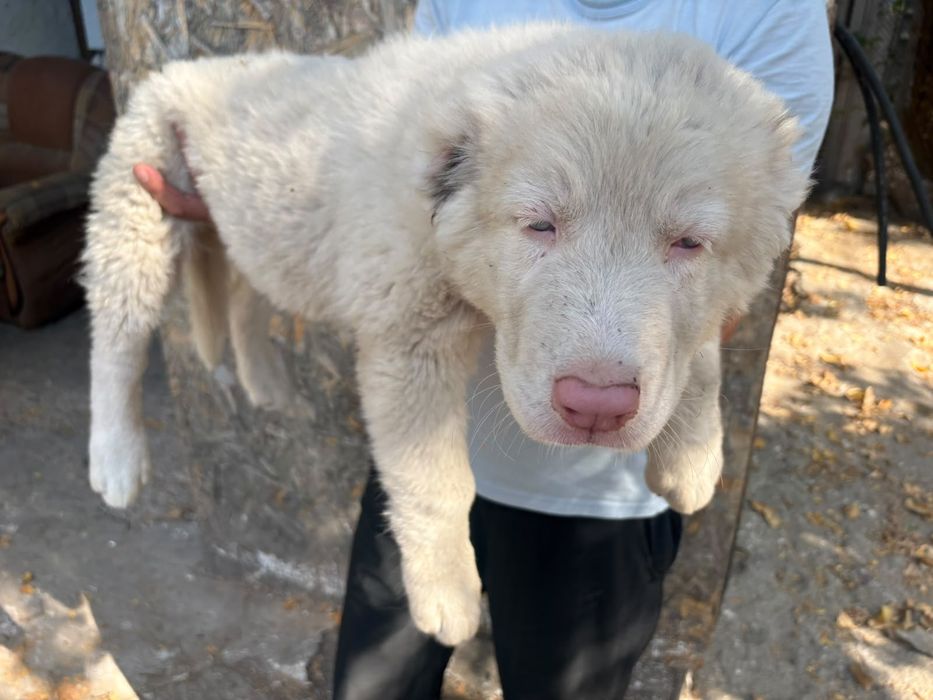 Продам щенка Алабай САО Тобет