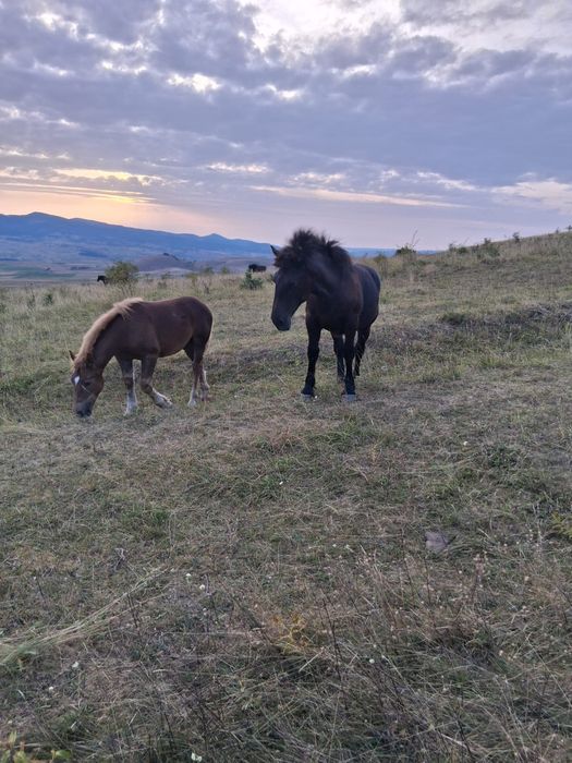 Manza semigrea mai multe det pe tel