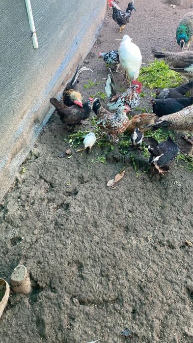 Tineret pauni si gainuse americane