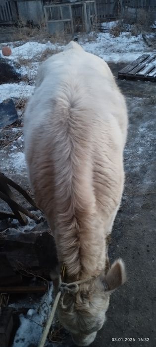 Продам тёлку. Жирная