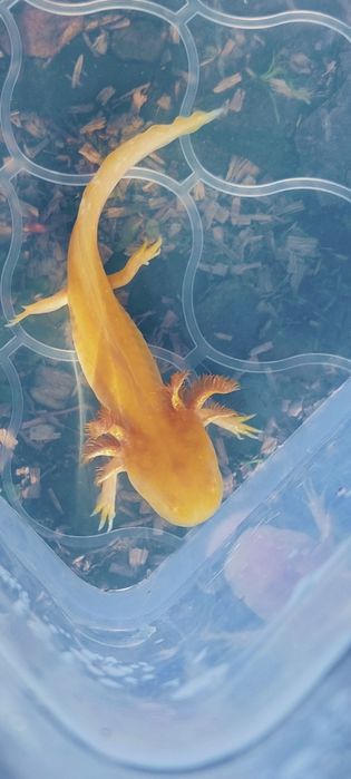 Axolotl golden .