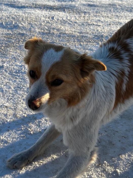 Отдам щенков подростков в добрые руки