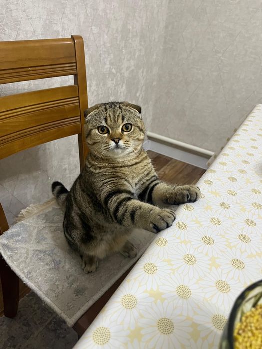Предлагаю кота на вязку
