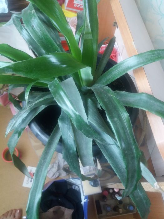 Продам комнатные и садовые цветы