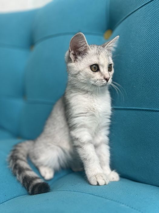 Котенок британец