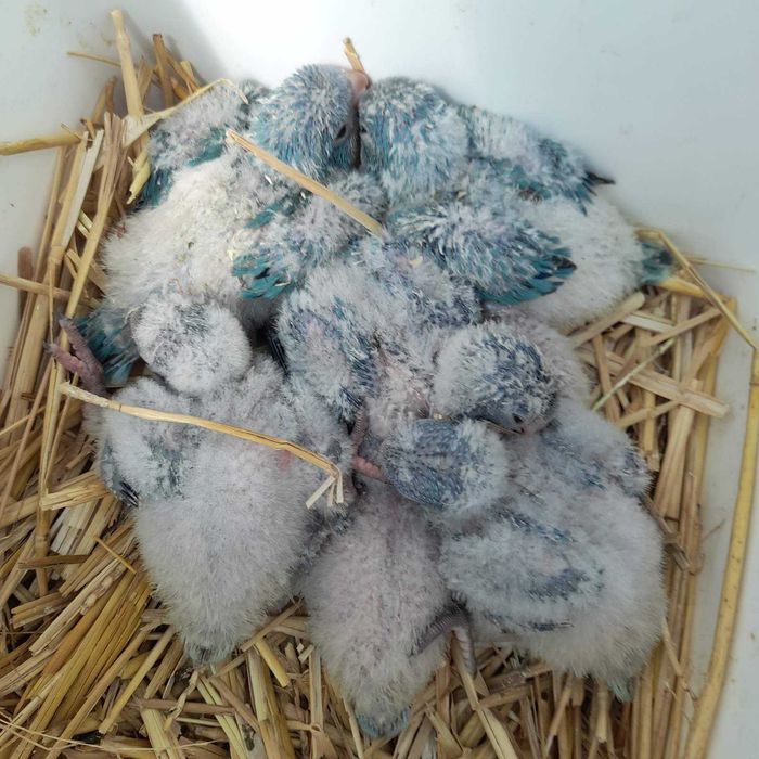 Продавам ръчно хранени монаси