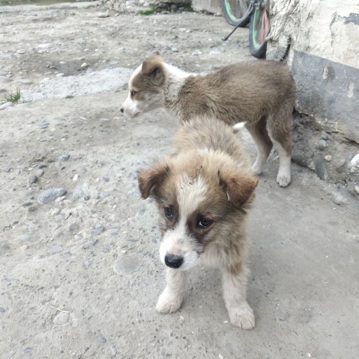 Yoqimtoy Tartibli It bolalari 3ta