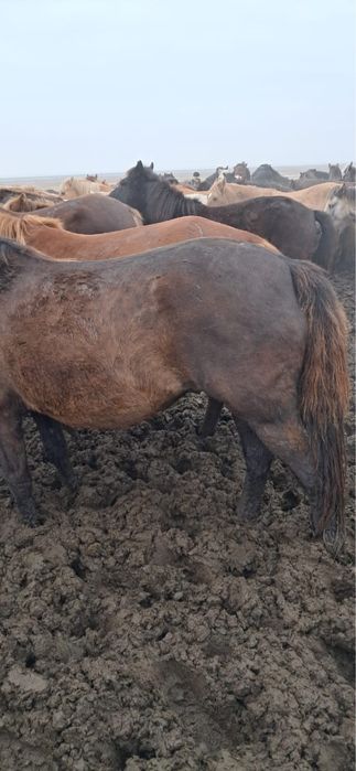 Продам лошадь кабыла жеребая