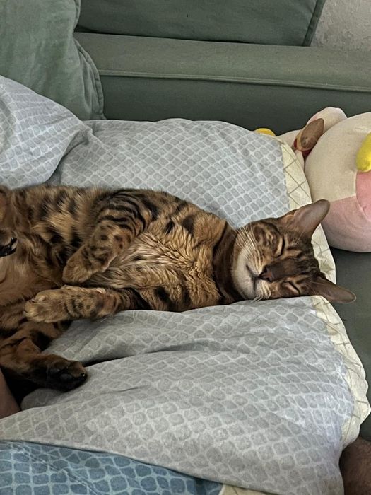 Отдадим кота бенгала