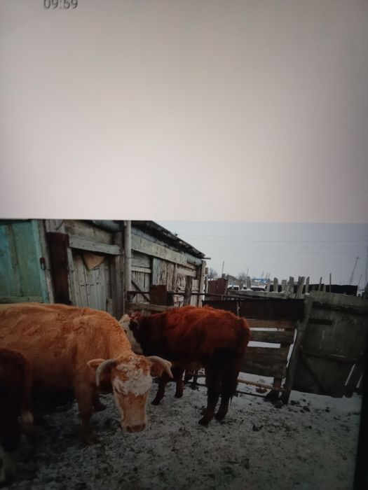 9 бас ұрғашы баспақ сатам 270мыңнан