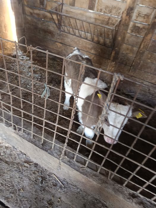 Vând vacă bălțată foarte cuminte