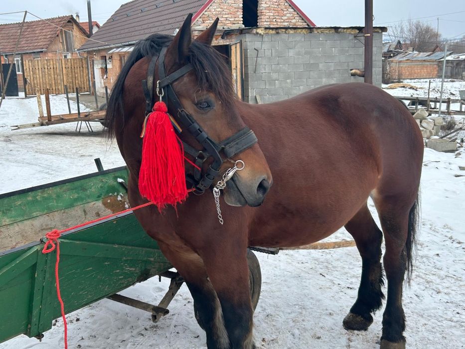 Vând iapa de 6 ani foarte cuminte  garantata în orice punct de vedere