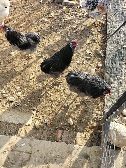 De vânzare cocoș moțat și auroncana.