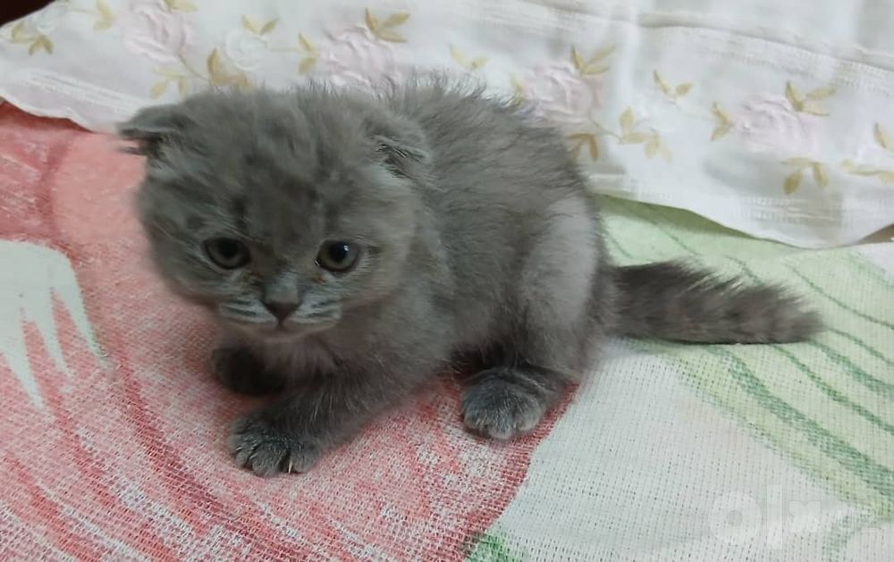 Продам котёнка девочка