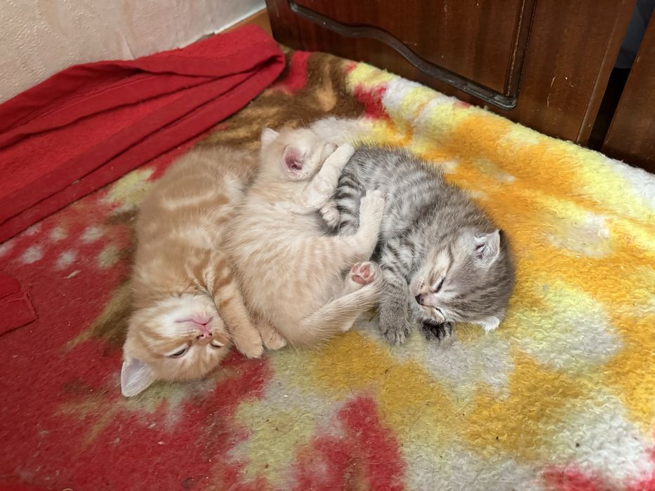 Отдам котят, 2 мальчика и 1 девочка