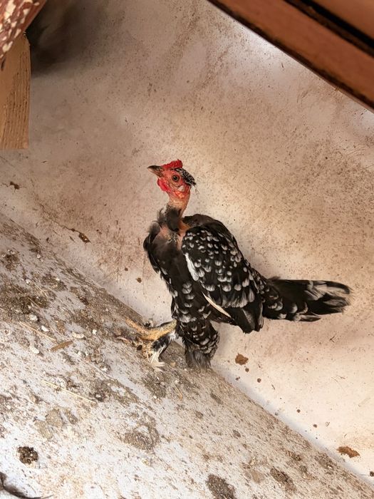 Găini si cocoși americane