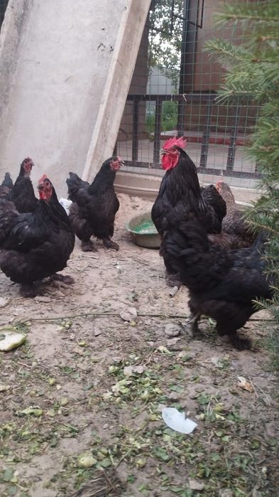 Лохмоногие курицы