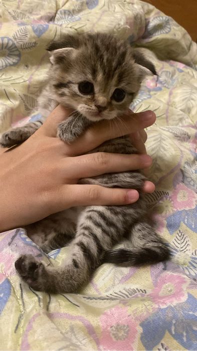 Котята британские