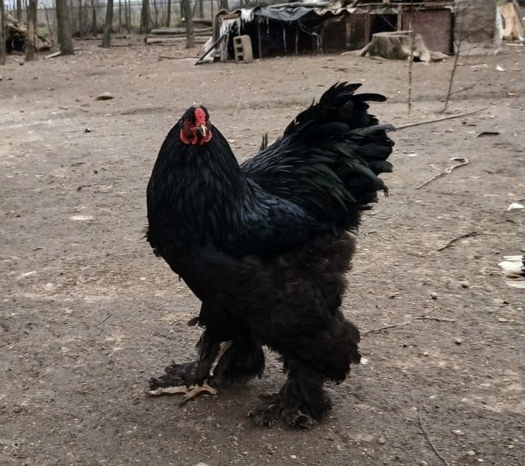 Oua gaini Brahma Negru/Sussex