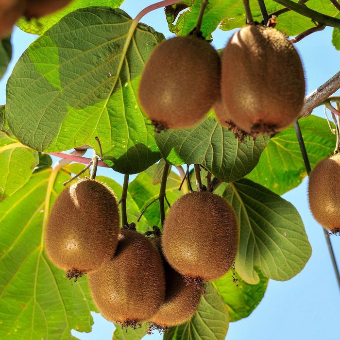Kiwi (Diferite Soiuri )