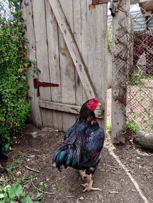 Продаются  петухи