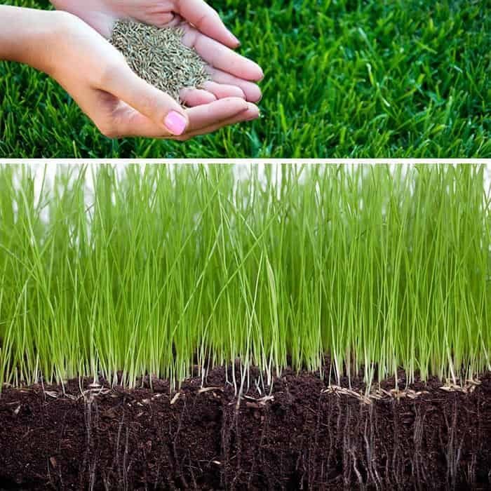 Рулонные газоны из первых рук! Робота под ключ. +Посев семена.