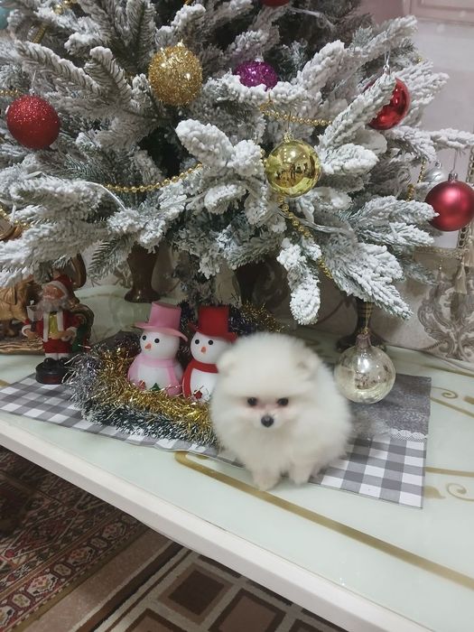 Продаются щенки породистые