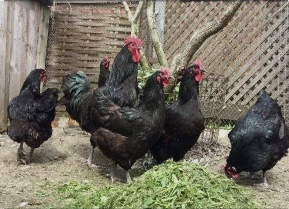 Продам  яйцо для инкубацй