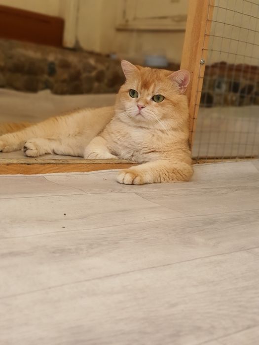 Tozza Shinshila Bri Ny12 Privaznoy Viyaskaga