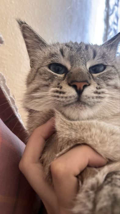 Красивый голубоглазый кот, 2 года