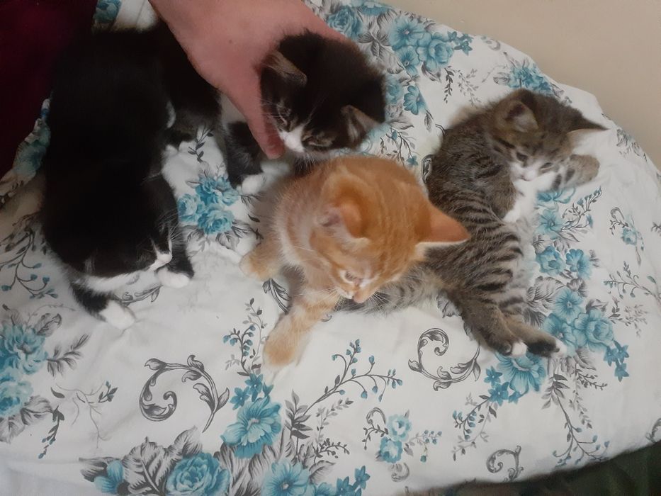 Кощки   ааасааааваа