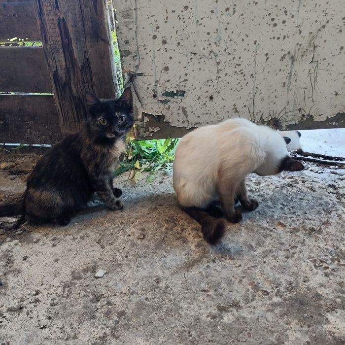 Отдам котят в добрые руки