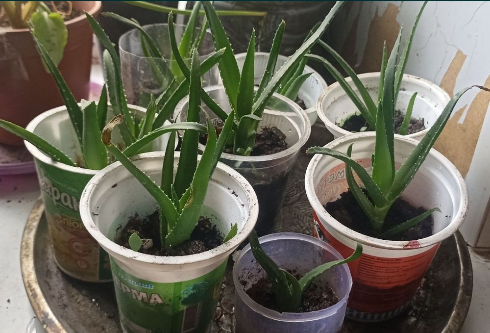 Алоэ вера гүлдер бар