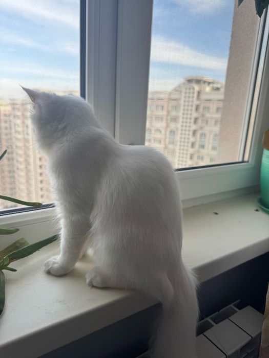 Котенок Турецкая ангора