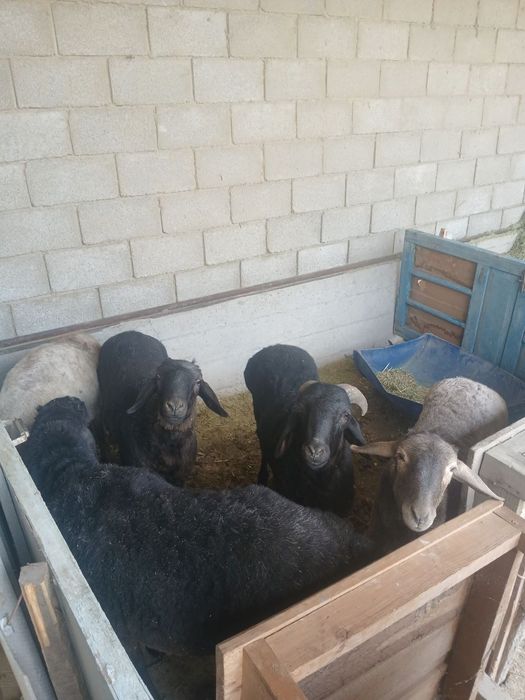 Qoʻchqor lar sotiladi