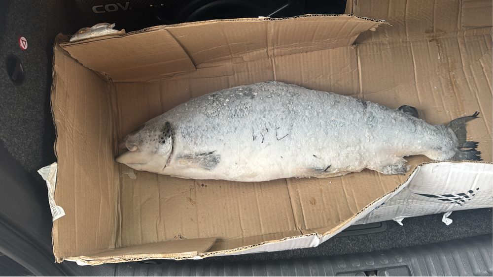 Рыба оптом и в позницу