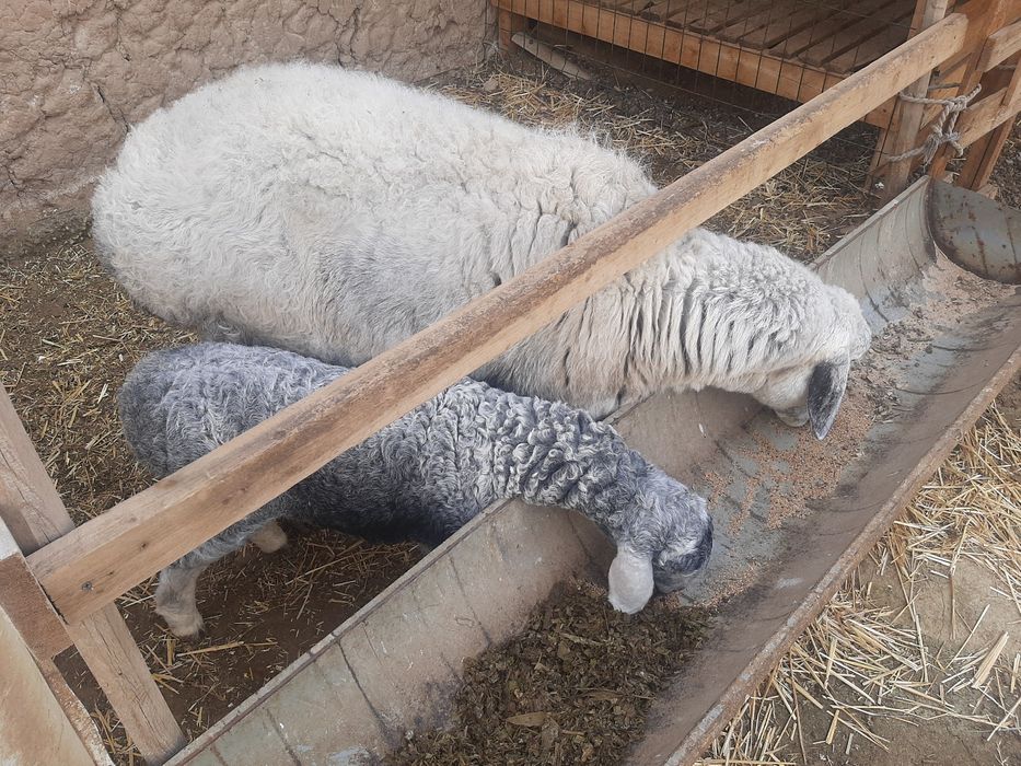 Ko'k ona bola Qirg'iziston qo'ylari