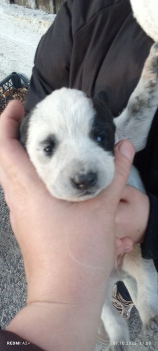 Отдам щенков в хорошие руки.