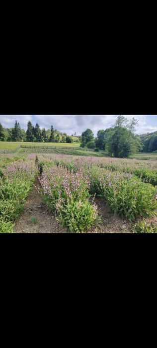 Apă de Salvie(hidrolat)- cantități mari/vrac