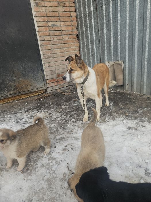 Отдам месячных щинят даром