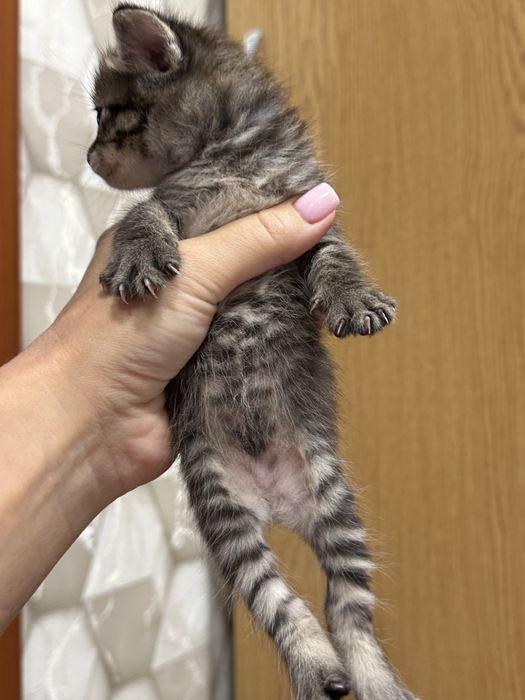 Ищем семью для малышки