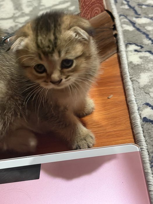 Кацата 1/5 месецов